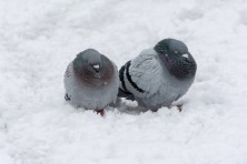 frozen birds