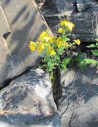 yellow-flowers-in-rocks-copy